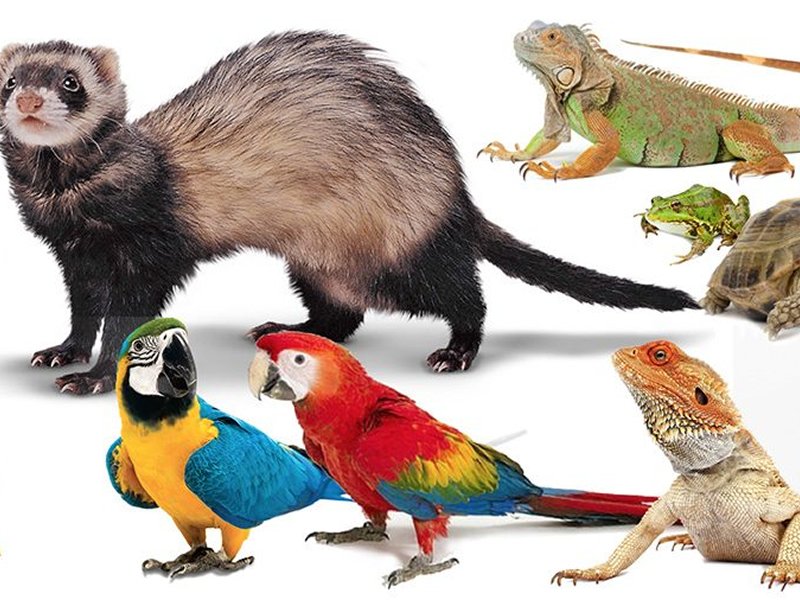 Modernizing Captive Wildlife Regulations dlvr.it/Q51lpk https://t.co/21Y8mBq335