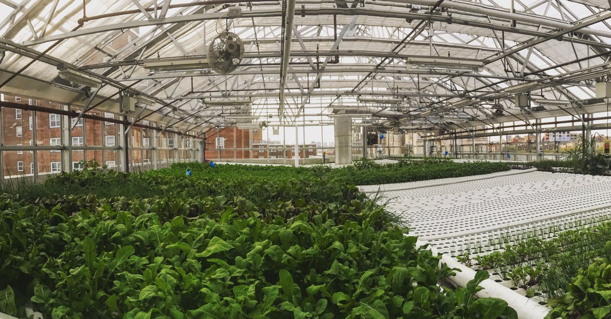 🍀This is <a href="/skyvegetables/">Sky Vegetables, Inc.</a>🍀 
We wrote about their story in our last article! 
Check it out: 
📌verticalfarmingitalia.com/2017/12/08/fri…

#verticalfarming #urbanfarming #hydroponic #greenhouse #verticalfarmingitalia