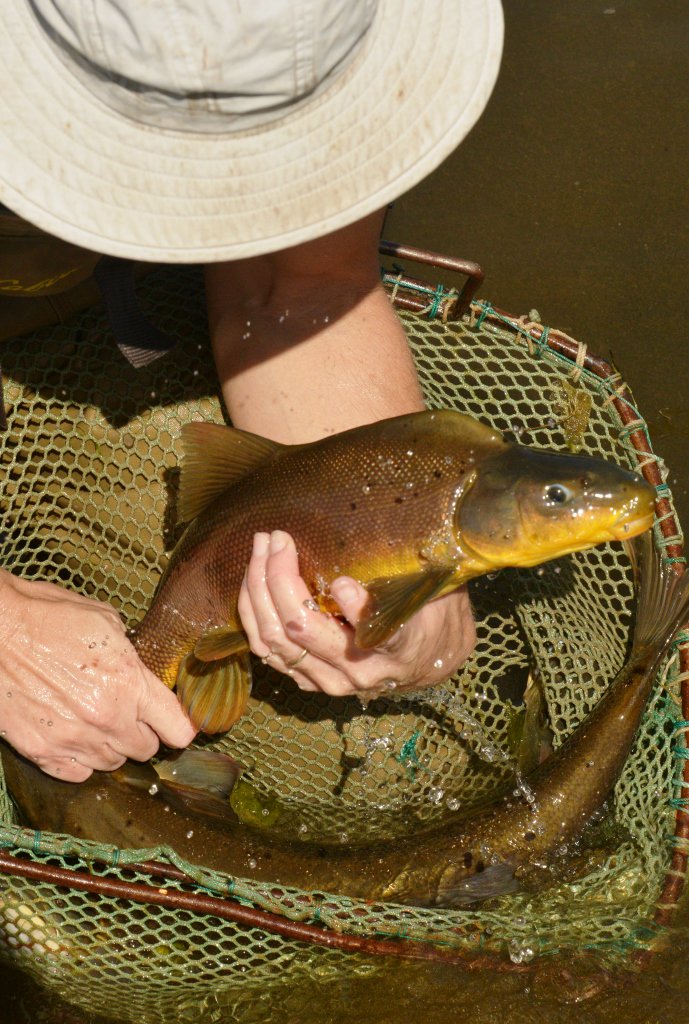 Inthecurrentaz's tweet image. Native Species of the Month: Razorback Sucker - inthecurrent.org/uncategorized/…