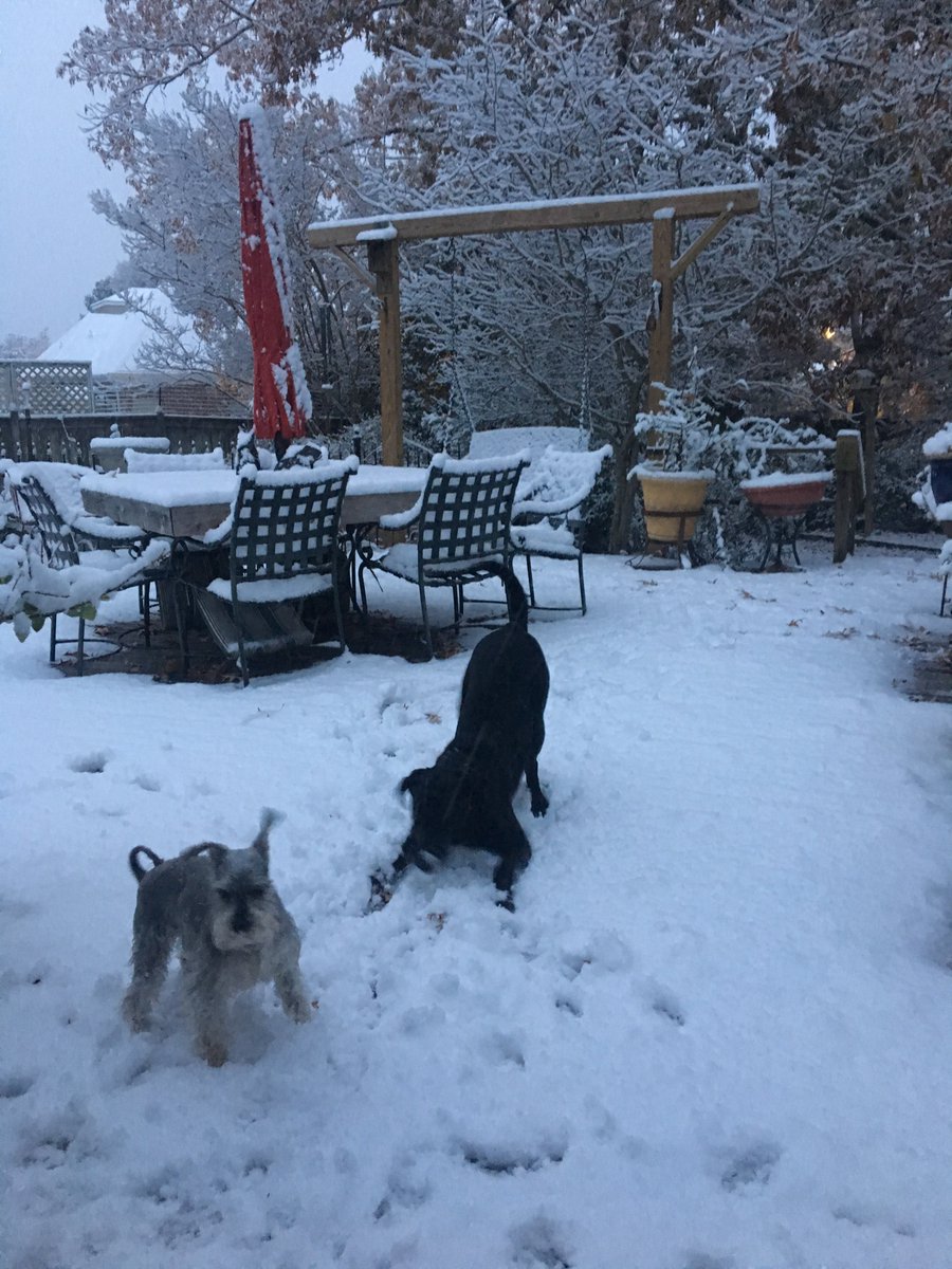 DUConserve's tweet photo. I don't know who's more excited about the #snow in #Mississippi, our northern transplants or the #SouthernDogs https://t.co/m5CX2q3xwA