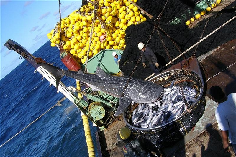 DialogueEarth_'s tweet photo. Time running out for #WTO to act on #fishing #subsidies @Bloom_FR @RemiParmentier https://t.co/65cnUY4OvO https://t.co/AG4BLrdb77