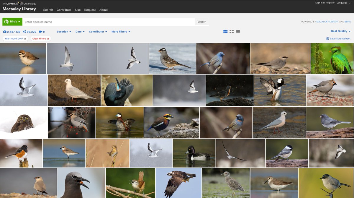 #mlbest2017 What are your favorites? In 2017, eBirders around the world made almost 60 K sounds and 2.5 million photos! Help select the best: post an ML link with #mlbest2017 and we'll share the highlights in Jan. Start exploring: search.macaulaylibrary.org/catalog… . #eBird #birding