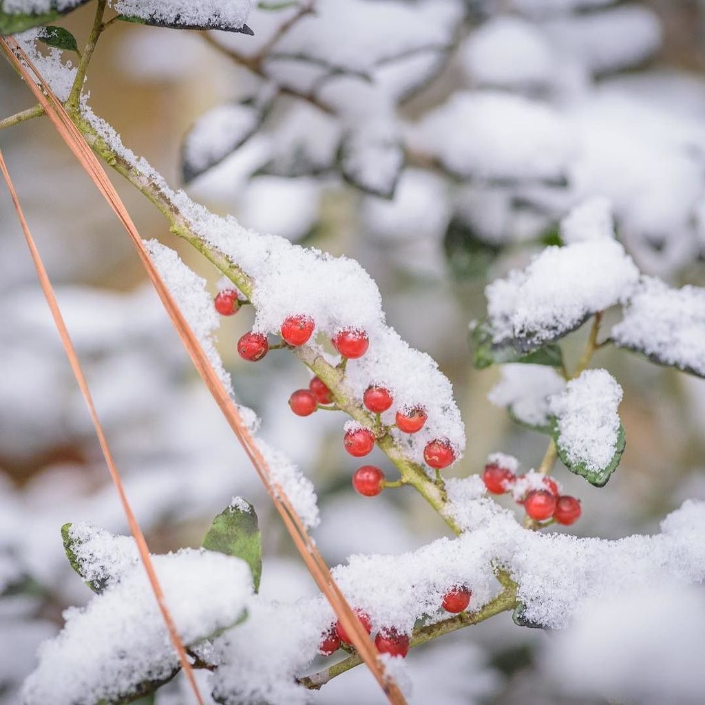 ThatMMurphy's tweet image. It snowed last night! In #houston 😱 ift.tt/2A2QQcT