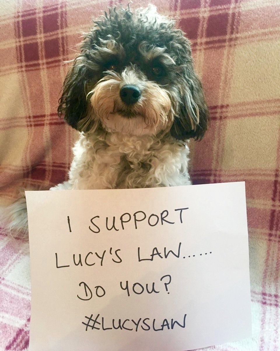 pupaid's tweet photo. Want to see an immediate ban on selling pups from pet shops &amp; 3rd party dealers? Then tweet a pic of your pet supporting #LucysLaw :) Pls RT https://t.co/0moIevsvjD