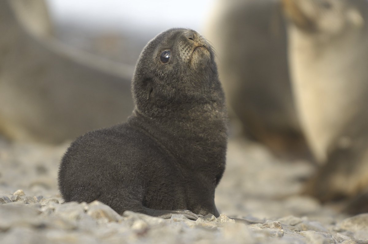 Amazing 4-year postdoc opportunity in ecological genomics of fur seals in my lab in Bielefeld!  Please share widely. goo.gl/R7b9Nx