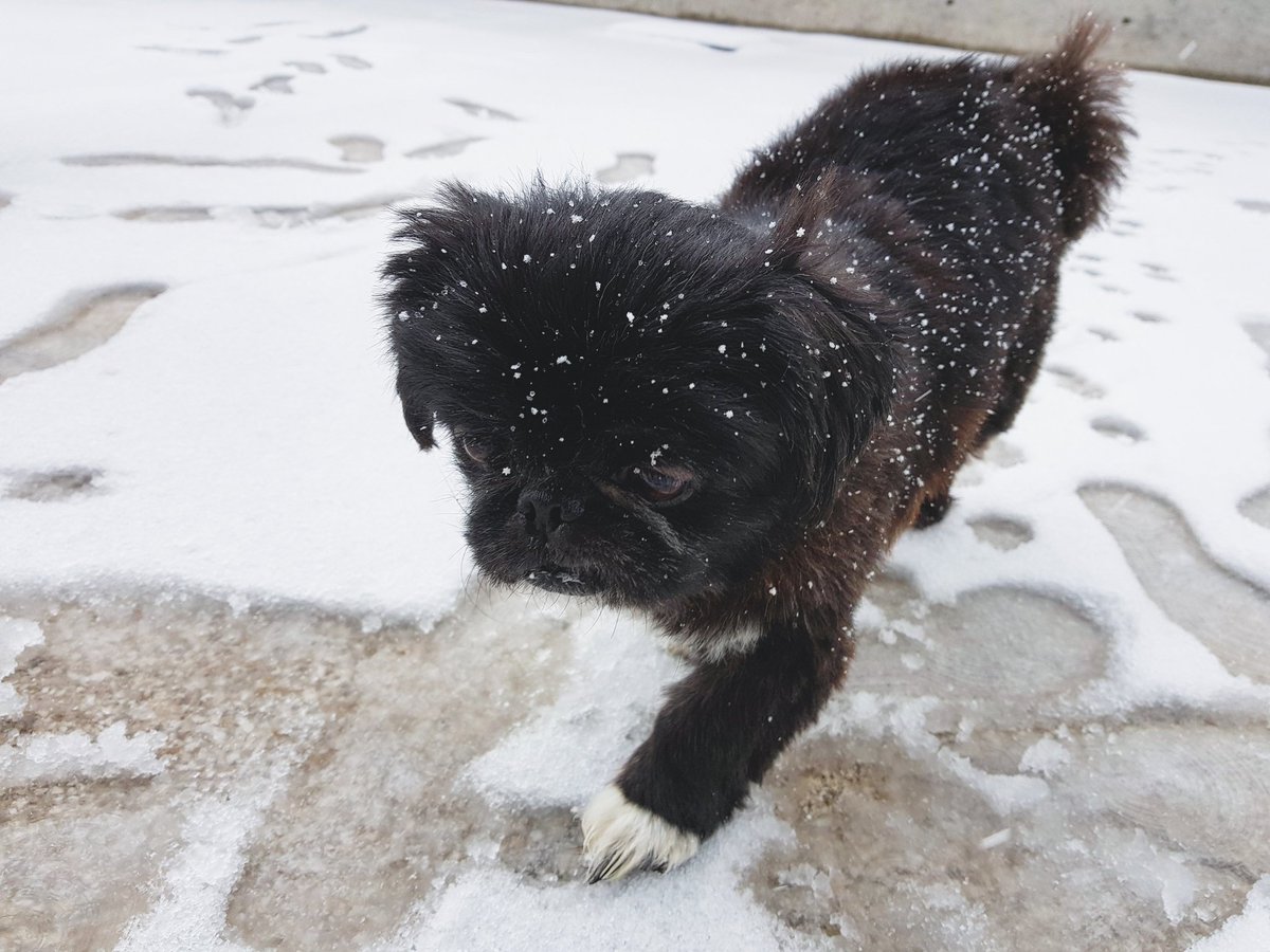 WawisGs's tweet photo. puky conociendo la nieve por primera vez...despues de estas fotos me mordio horrible😭😍🤗🌨❄☃️ https://t.co/kOznDKgzby