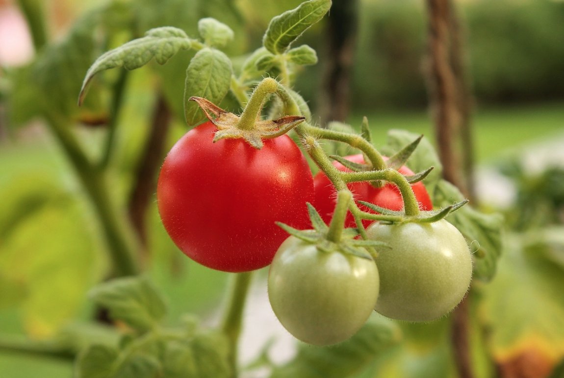 Magic Dirt (@magicdirt) on Twitter photo Fact: in side-by-side tests conducted at <a href="/UArkansas/">University of Arkansas</a>, Magic Dirt outperformed a leading competitor. magic-dirt.com/organic-garden… #gardening Fact: in side-by-side tests conducted at <a href="/UArkansas/">University of Arkansas</a>, Magic Dirt outperformed a leading competitor. magic-dirt.com/organic-garden… #gardening