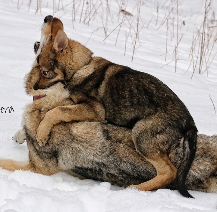 "I got you!!" Tallon smiles, jumping on Kol playfully