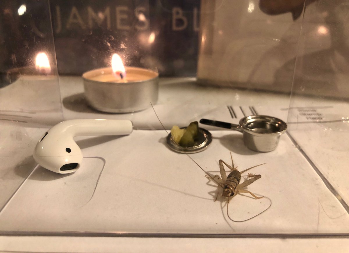 Garrett_Watts's tweet image. Last night it was cold & windy & when I opened my door this cricket hopped in, so I set him up good for the night:
- lil’ pot of water
- pickle & Swiss cheese
- left airpod w/ Frank Ocean playing
This morning I let him go & he hopped away happily.
I miss him & hope he’s good