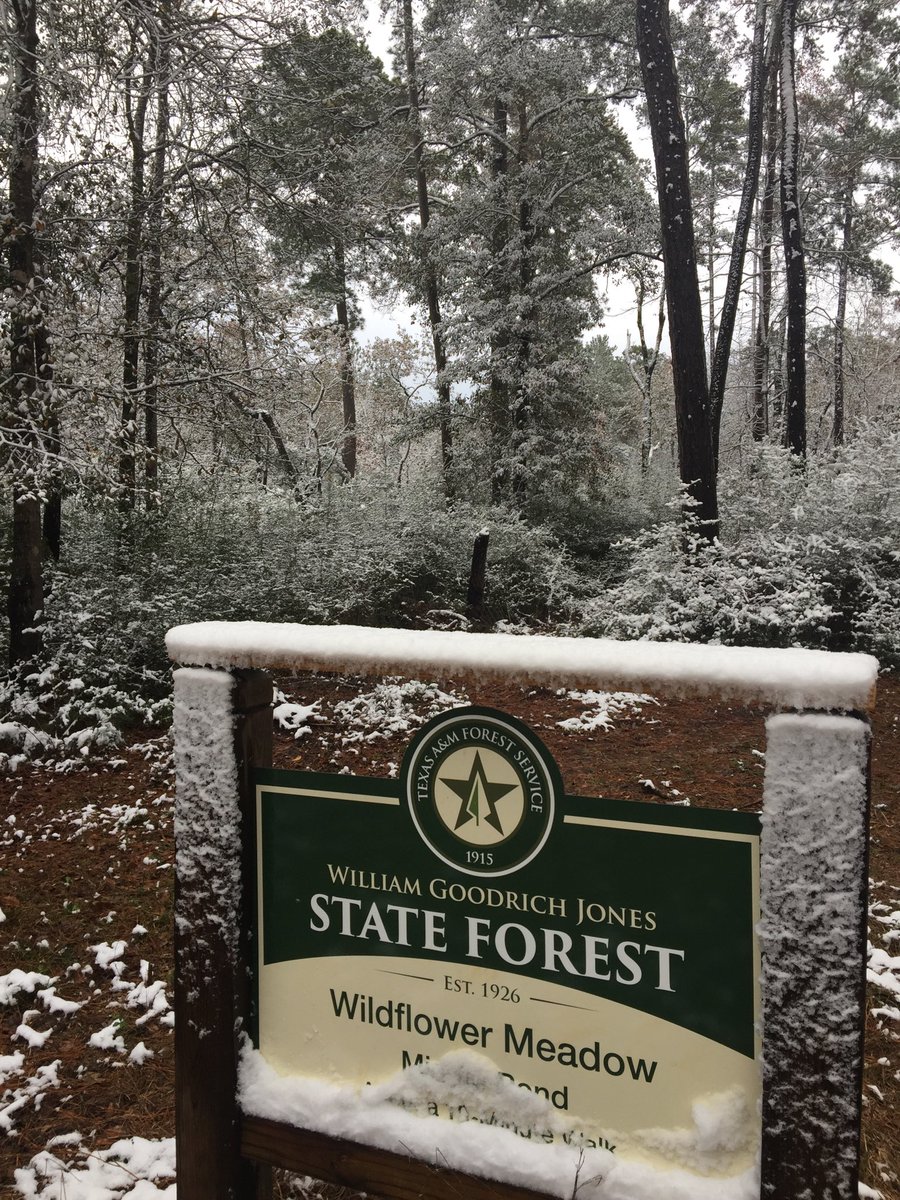 Birdieelee_'s tweet photo. #JonesStateForest #TheWoodlands #TexasSnow2017 https://t.co/0IMFSpdEsJ