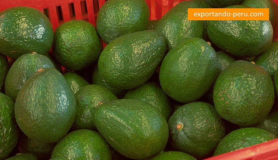 Posiciona_Marca's tweet photo. Complejo Agroindustrial Beta: Cultivos de #palta Hass en Olmos iniciarán producción el 2018
https://t.co/0J3l81OOI6 https://t.co/dnW36KVZuL