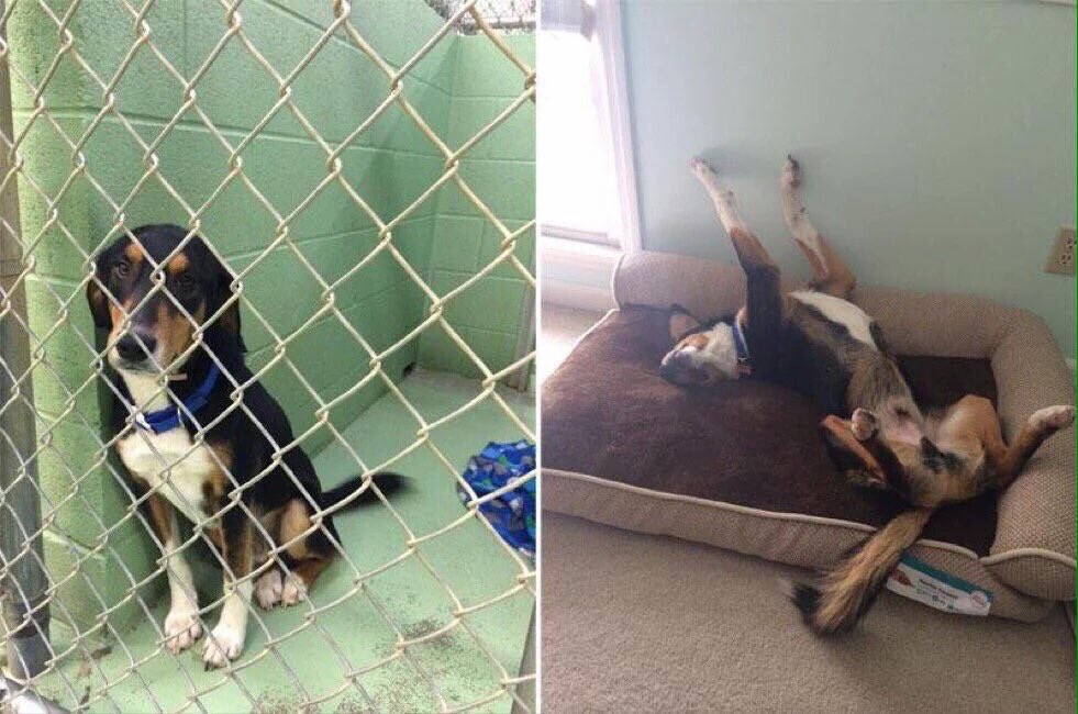 ilovefofuras's tweet photo. Doginhos antes e depois da adoção https://t.co/SSU5THpOQ4
