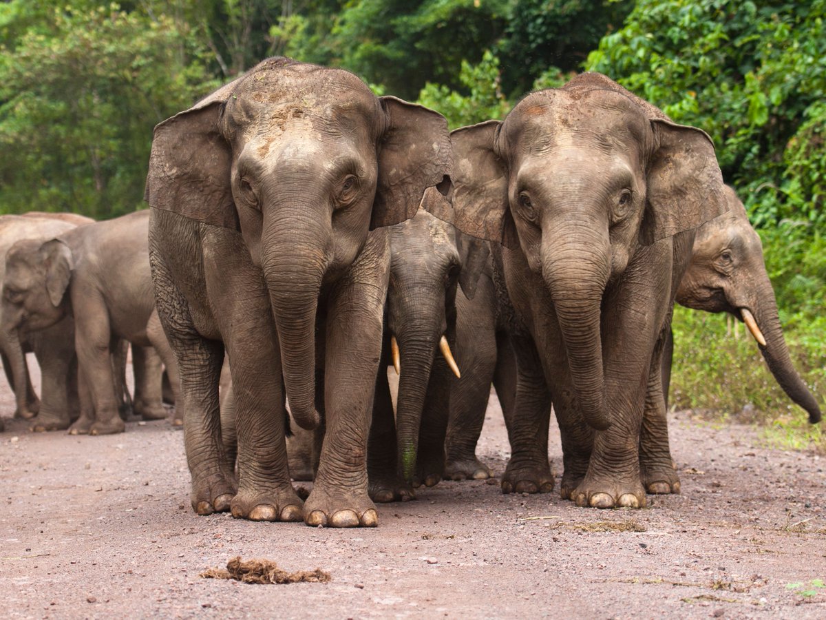 elephantfamily's tweet photo. Happy Elephant Friday from Borneo's pygmy elephants and the people who protect them! Photo © Marc Ancrenaz @Danau_Girang #elephantfriday #fridayfeeling #BeKindToElephants https://t.co/nuEDM634tf