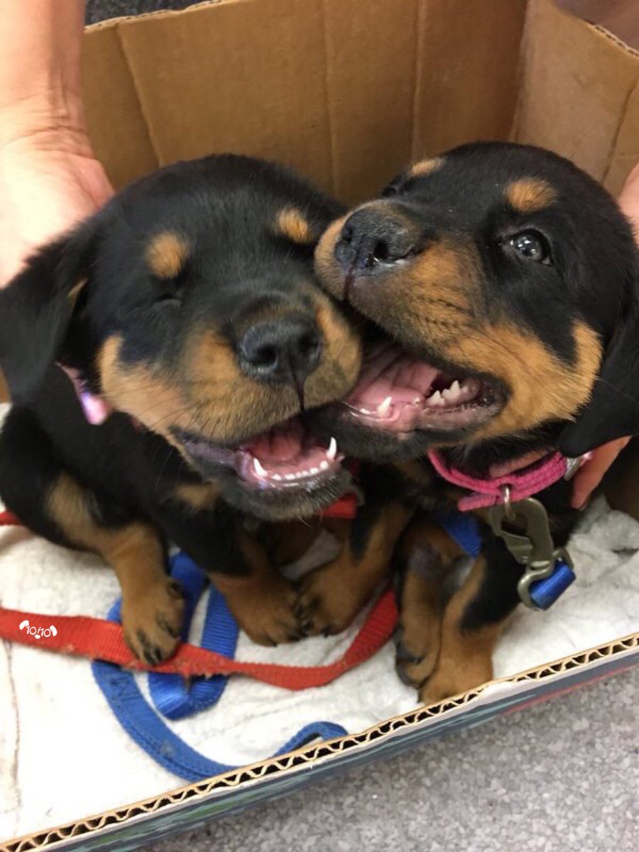 dog_rates's tweet image. Say hello to Daisy and Rosie. They’re still mastering the art of showing affection. Aren’t we all. Both 12/10 would double noggin pat