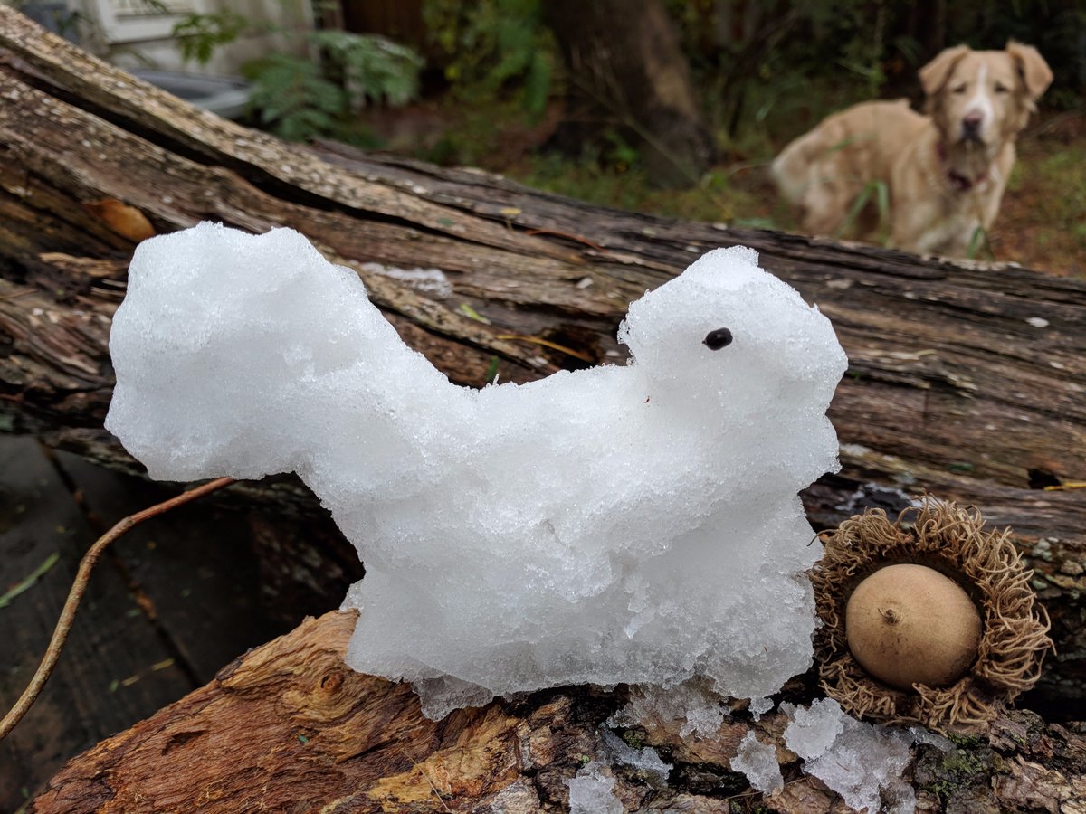 garrickphelps's tweet photo. Miss Ginger and the melty snow squirrel #stxwx #CorpusChristiSnow https://t.co/9b7VrXpfBF