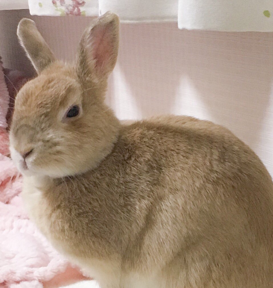🐰 tweet media