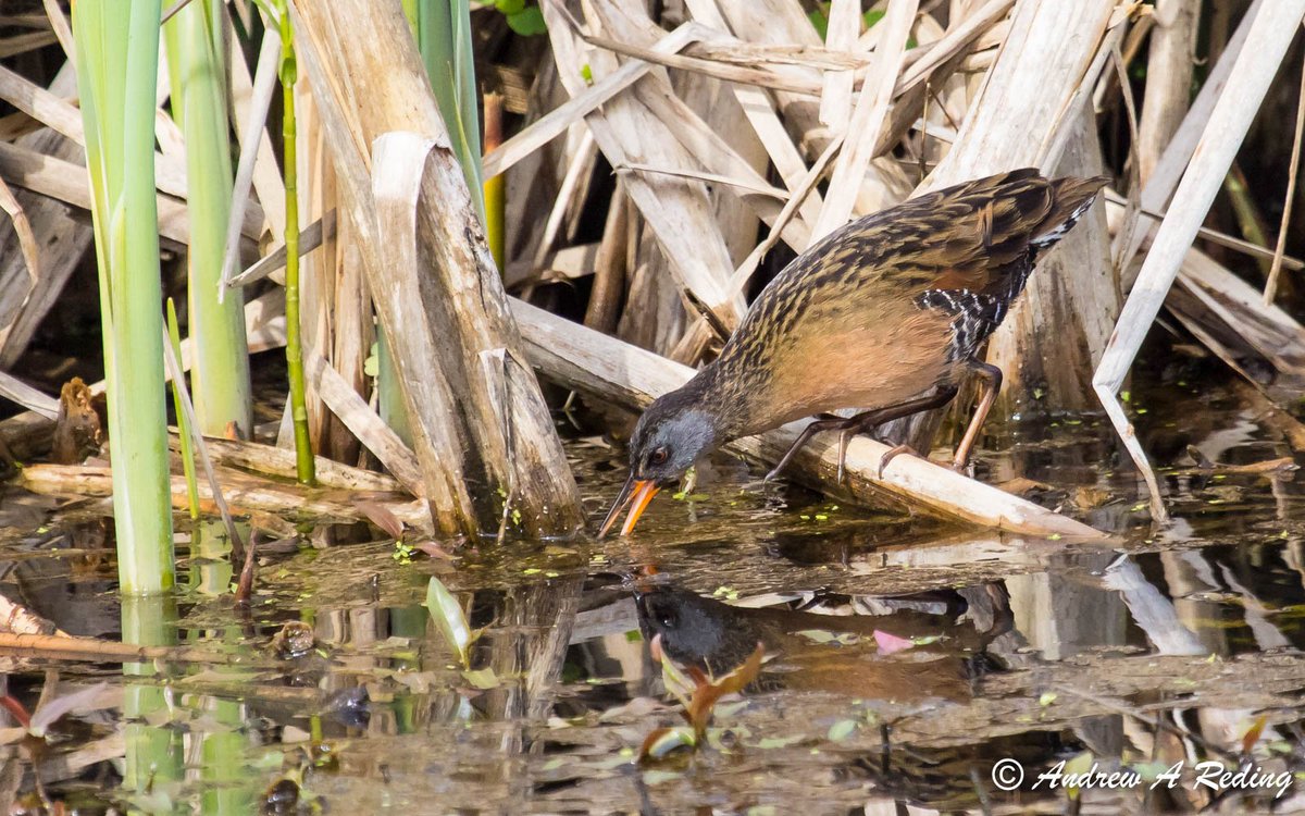 Influence of call broadcast timing within point counts &amp; survey duration on detection probability of marsh breeding birds, by D. Tozer @BirdStudiesCan ace-eco.org/vol12/iss2/art… #ornithology
Photo: A. Reding flickr.com/photos/seaotte…