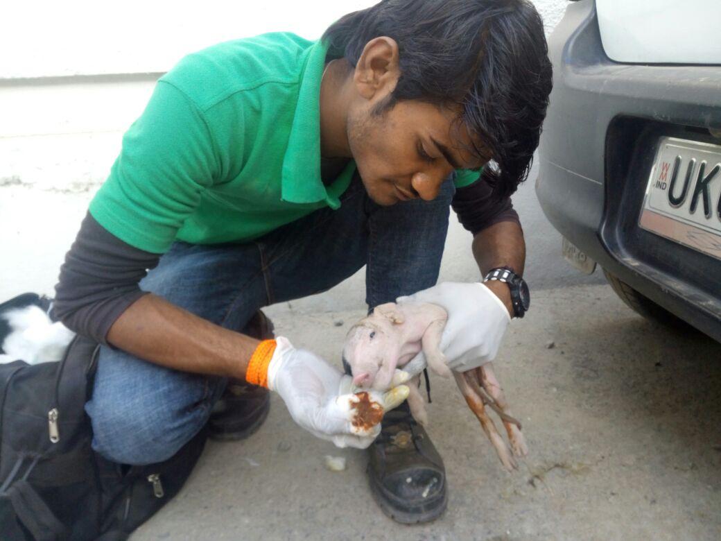 Doon Animal Welfare on Twitter: Doon Animal Welfare on Twitter: