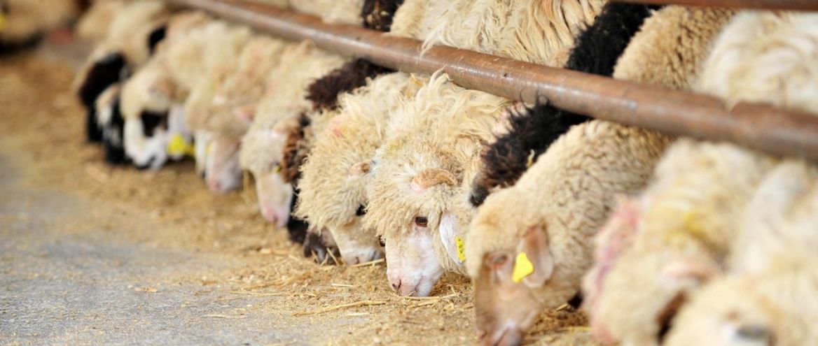 lamlacvolac's tweet photo. Did you see #TopTip4 to consider when housing your ewes this winter? Here's #TopTip5: At housing, ewes should first be grouped on the basis of expected lambing date, which can be easily done by alternating the colour of the raddle on a weekly basis during breeding season. ๐๐๐ https://t.co/D5fNdPVuCT