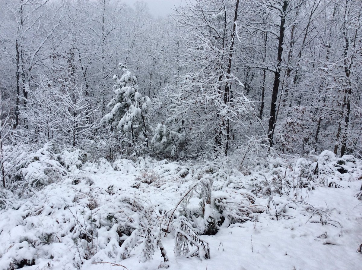 AgathaChocolats's tweet image. Perfect writing day. #SouthernSnow #snow #amwriting