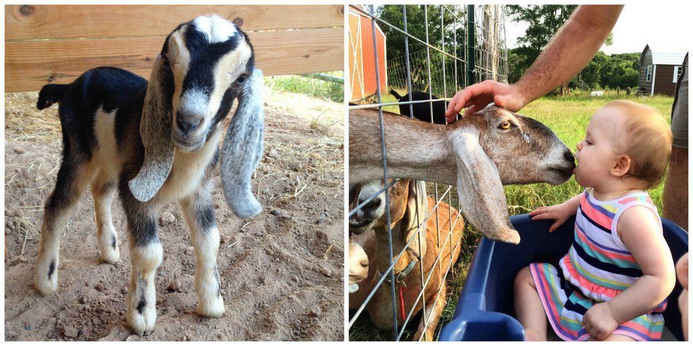Sunday's Honey and Cheese Pairing Class at Bee Tree Farm &amp; Dairy was so popular it sold out in minutes! So . . .we've added just a few more spots!  Don't forget, Unlimited goat snuggles are included in the ticket price!  Register now:  bit.ly/2B8UClO