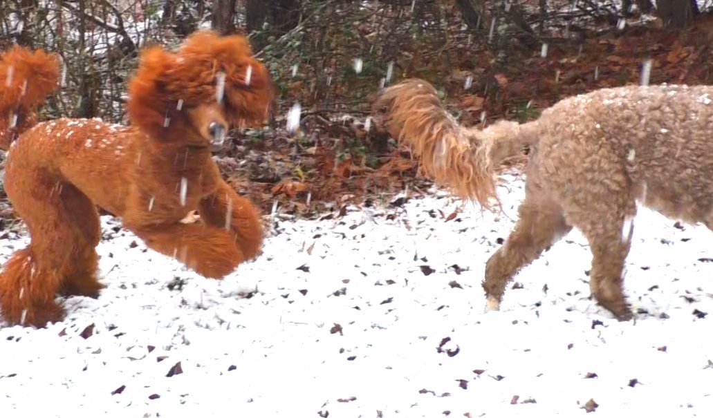 SitUpNListen's tweet image. Dogs asked: What's that white stuff? First snow Atlanta 2017. 
youtube.com/watch?v=bd4hY8…
#dogs #snowday #atlantasnow