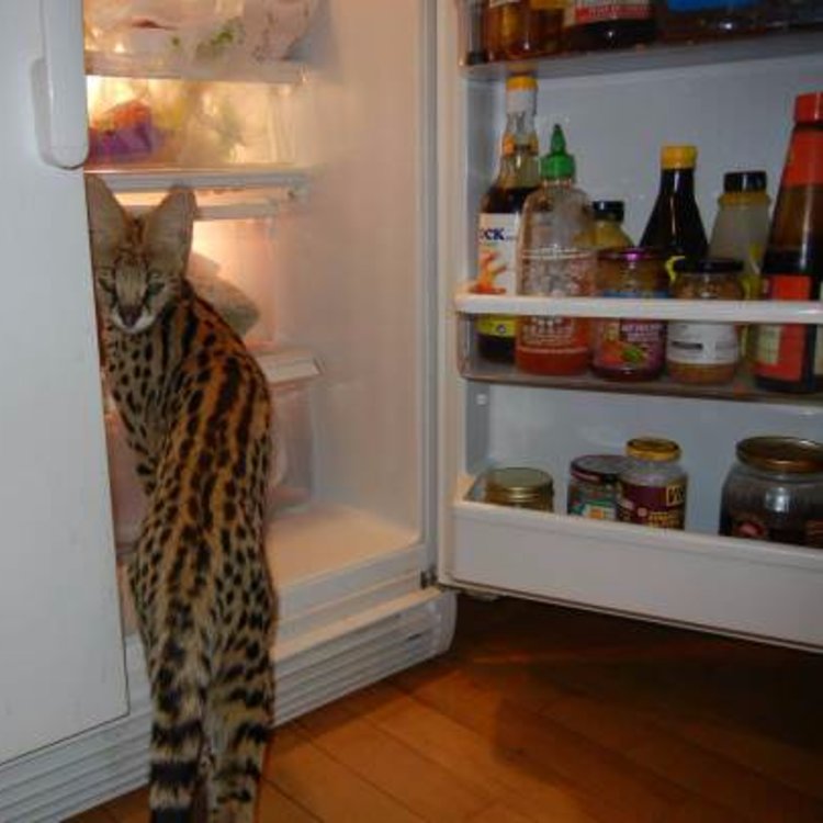 That feel when someone eats your Old Carolina leftovers.