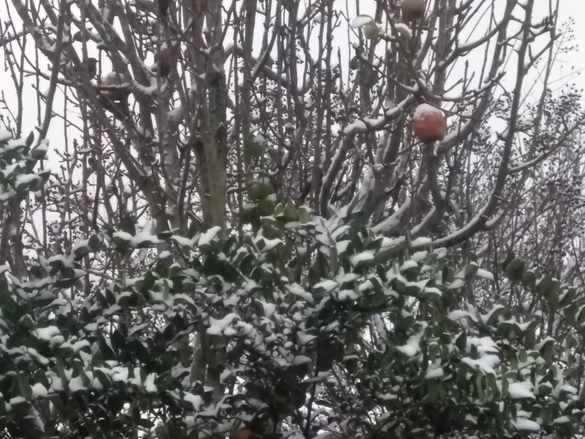 #SnowinHouston