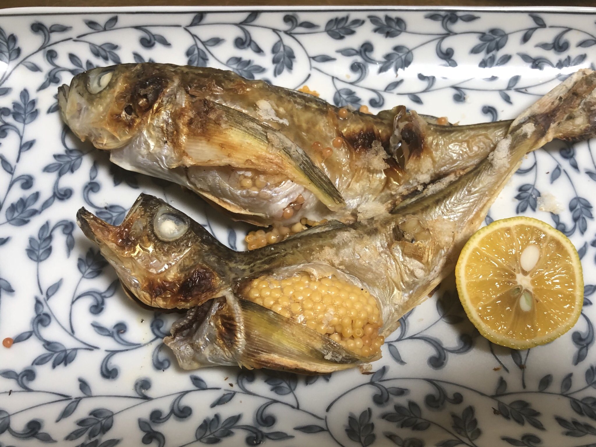 秋田で釣る理由 理由さん V Twitter ブリコが好き 秋田で釣る理由 ハタハタ はたはた 鰰 ブリコ 秋田で釣る理由 理由さん V Twitter ブリコが好き 秋田で釣る理由 ハタハタ はたはた 鰰 ブリコ