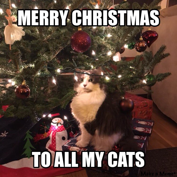 ZoeSaysMeow's tweet photo. #catmayor #catthings #meow https://t.co/aYOHlEXoC1