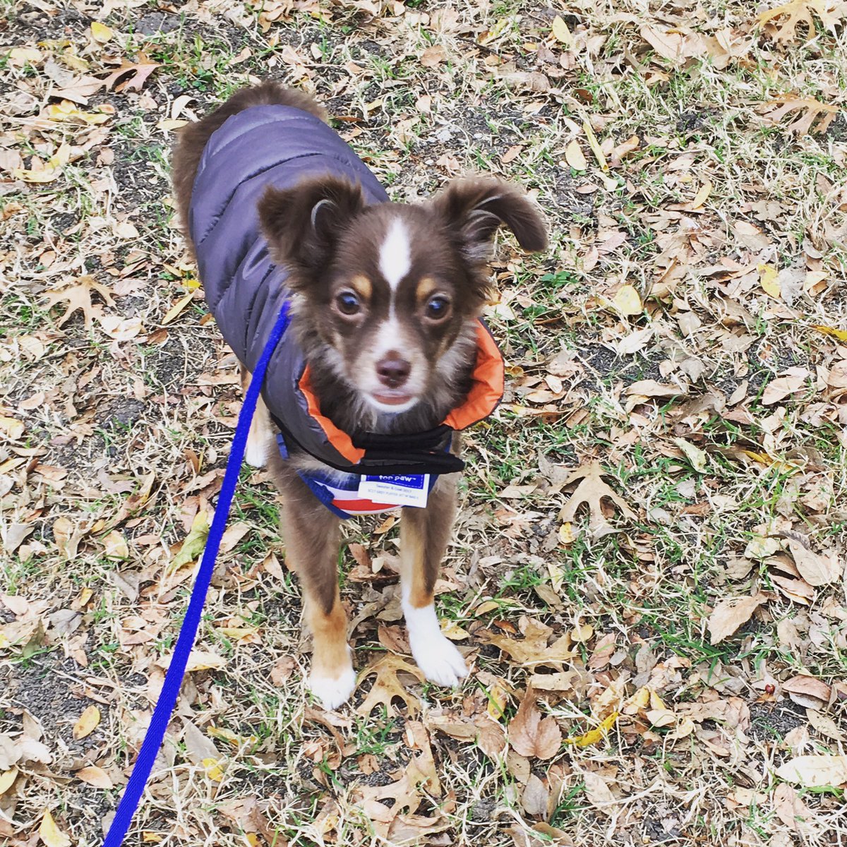 DogWalkerDallas's tweet photo. Sweater weather!!! #sweaterweather #dallasdogwalker #dogwalkerdallas #dallasdogsofinstagram #dallas #dogsofdfw #highlandpark #highlandparkdogs #highlandparkdogwalker https://t.co/ST4hRLc6fj