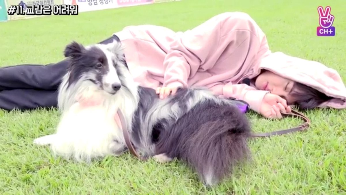 RelatableJin's tweet image. When your mum asks you to take the dog for a walk