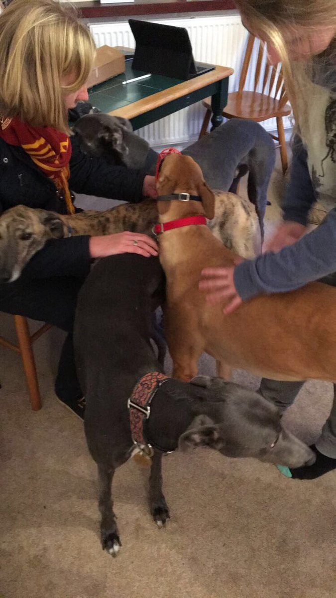 divagreyhound's tweet photo. Amongst the melee you can see me and @FreddieTheGrey meeting our family @CamomileTea1507 and @droopys_reason and also Carly dog! We will have a fun weekend together! 5 greyhounds with 2 Hoomans! #GoodLuckHoomans https://t.co/l78orD3Ef8