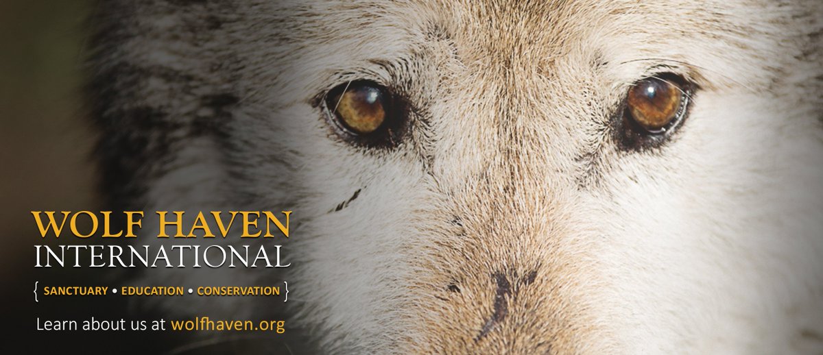wolfhavenint's tweet image. Wolf Haven is a proud member of @TCMedia_WA (Thurston Community Media). Thank you @TCMedia for this wonderful video you created for us! A #WOLVES #nonprofit youtu.be/UoiGOFrXUYM