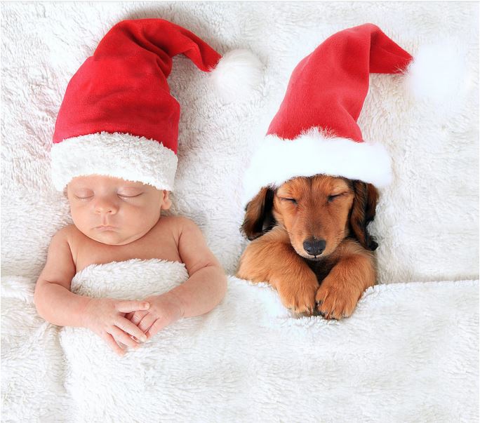 'Tis the season for a good night's sleep! Get 25% off your ENTIRE ORDER + FREE U.S. SHIPPING use code: SOCIAL17 snorestopforpets.com HURRY SALE ENDS SUNDAY MIDNIGHT PST