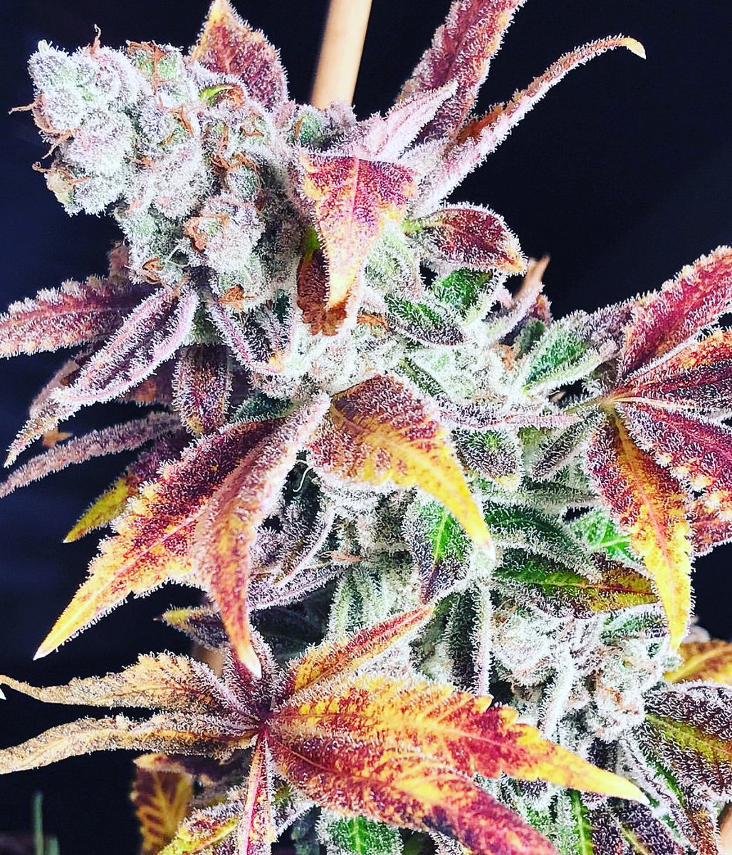 AnAinfusions's tweet photo. #metoo #wildstrains #wildfires #cannabis #thc #Supernatural #beautiful #smokeweed #weed #pretty #edibles @AnAinfusions https://t.co/QSN7dN7q68
