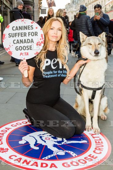 AnnekaSvenska's tweet photo. Canada Goose trap coyotes with clamps that cut through to the bone - the animal is left in agony, sometimes chewing its foot off to escape - the trapper will then kill the animals by bludgeoning it to death or shooting...and they call it ETHICALLY SOURCED.....#Peta #CanadaGoose https://t.co/leOwytrszA
