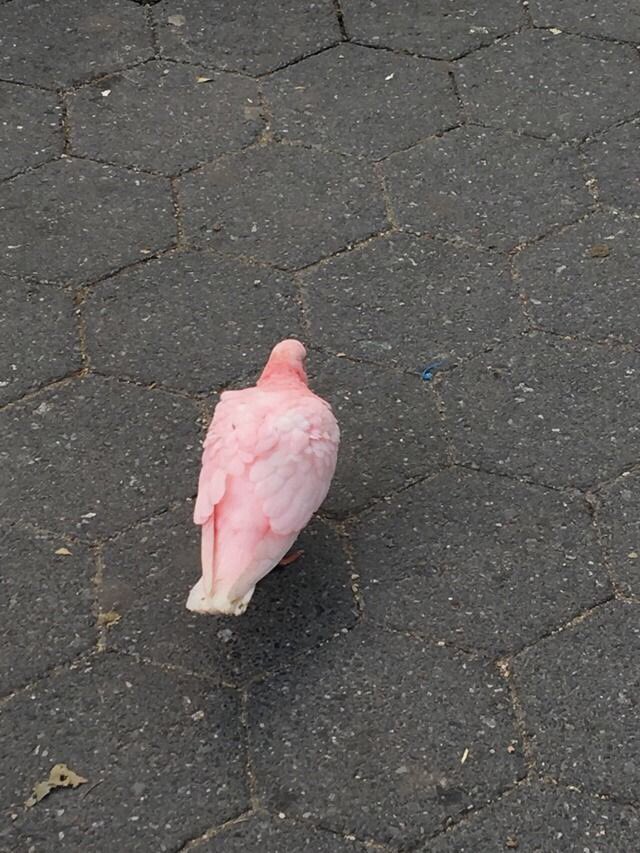 moonemojii's tweet photo. there’s a pink pigeon wandering outside my house https://t.co/iFHH4lFU8J