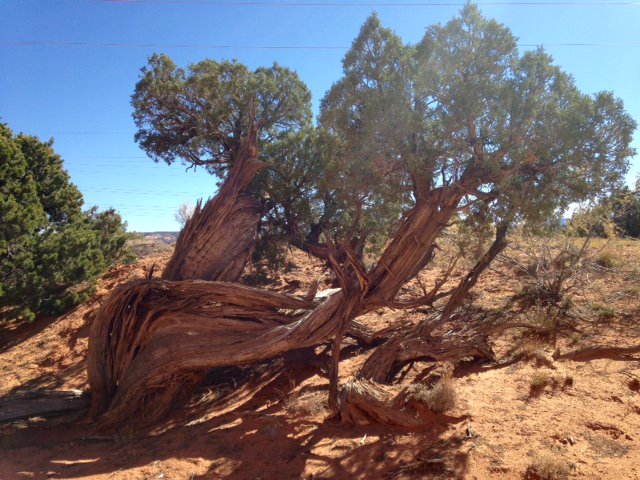 MoabMuseum's tweet photo. Old juniper near Casa Colorado from October 7 tour with CFI...probably several hundred years old...an Old Spanish Trail witness? https://t.co/DhxBIzKSVK