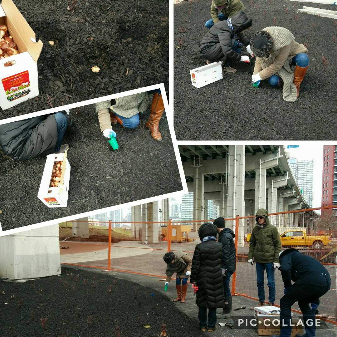 We donated 900 Dutch tulip bulbs to <a href="/thebentway/">The Bentway</a>, a new public space underneath the #Gardener in the <a href="/cityoftoronto/">City of Toronto 🇨🇦</a>. We went there this afternoon with several people of the Consulate General to plant them. We can't wait to see them flower! #Dutchtulips