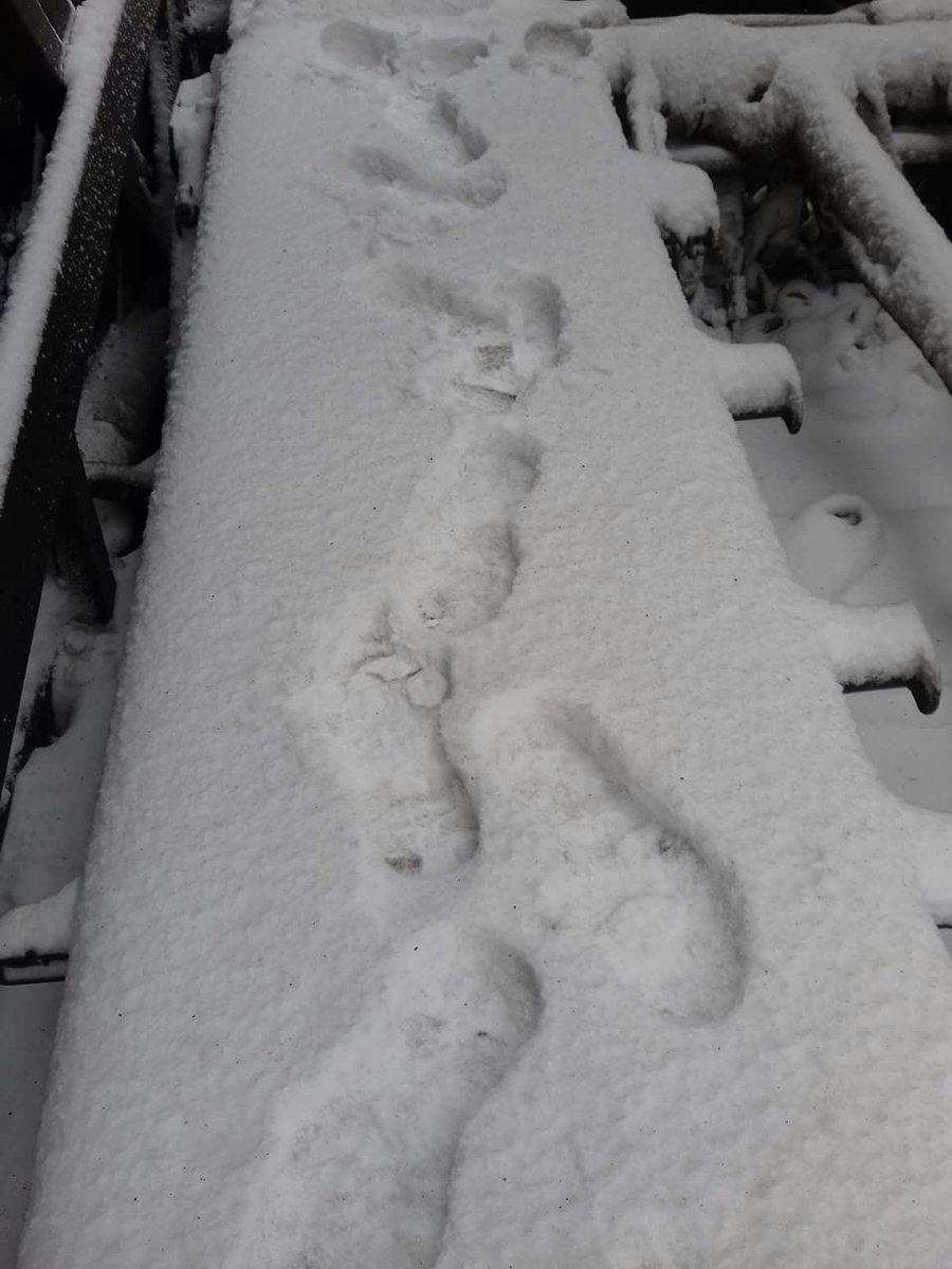 SV & ByA57 tweet media