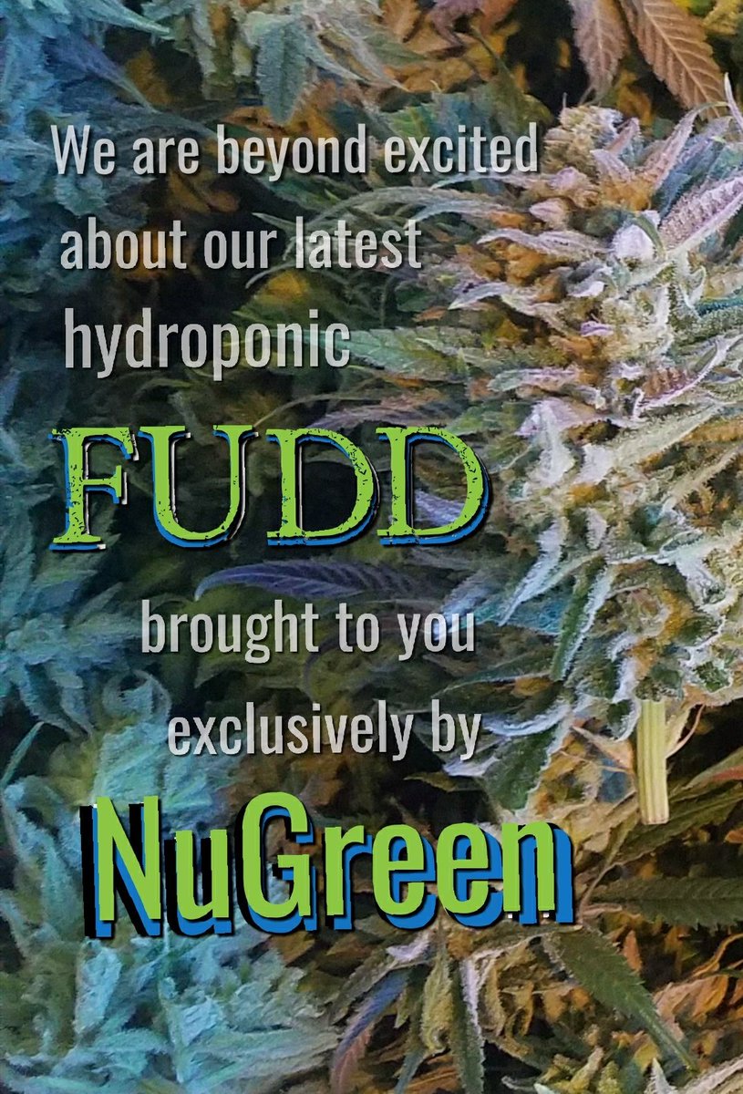 NuGreenWA's tweet photo. Our latest #hydroponic harvest is absolutely stellar!  A great strain all day, every day!  #pnwweed #cultfollowing #NUGREEN #exclusive #fudd #noitsnotcenex https://t.co/brOL5Av0z9