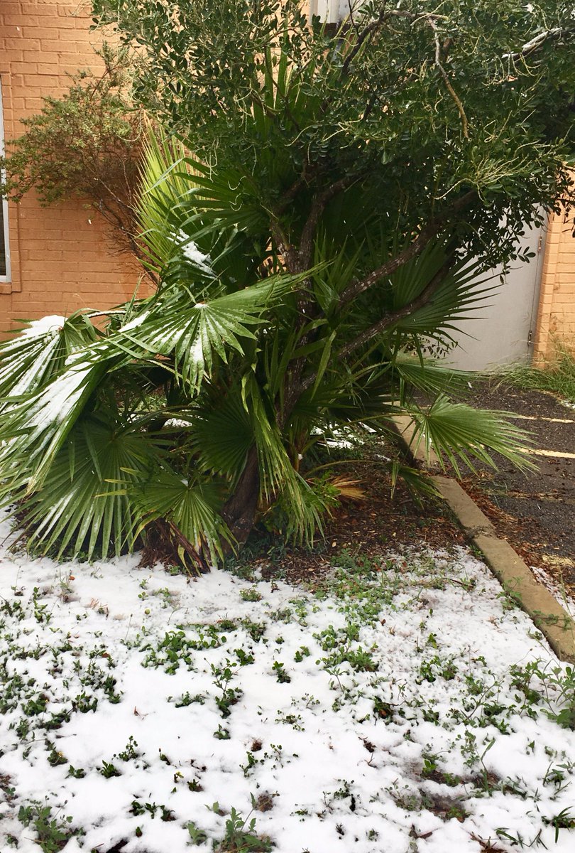 FCCHgn's tweet photo. Wishing everyone a beautiful, snowy day! #miraclesnow #RGVSNOW #snow2017 #TexasSnow2017 https://t.co/kr4dbxKOWZ
