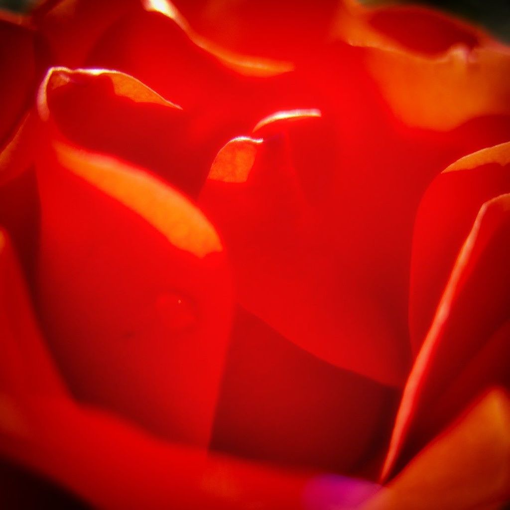 情熱の赤い薔薇 情熱の赤い薔薇