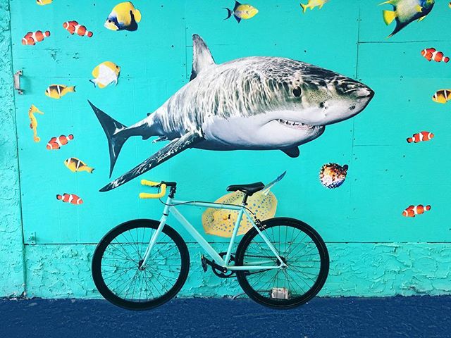 CriticalCycles's tweet photo. Be a shark in the streets with our Pursuit Single-Speed/Fixie #MyCritical // 📸: Jess Brady https://t.co/ToEgUhUyfA