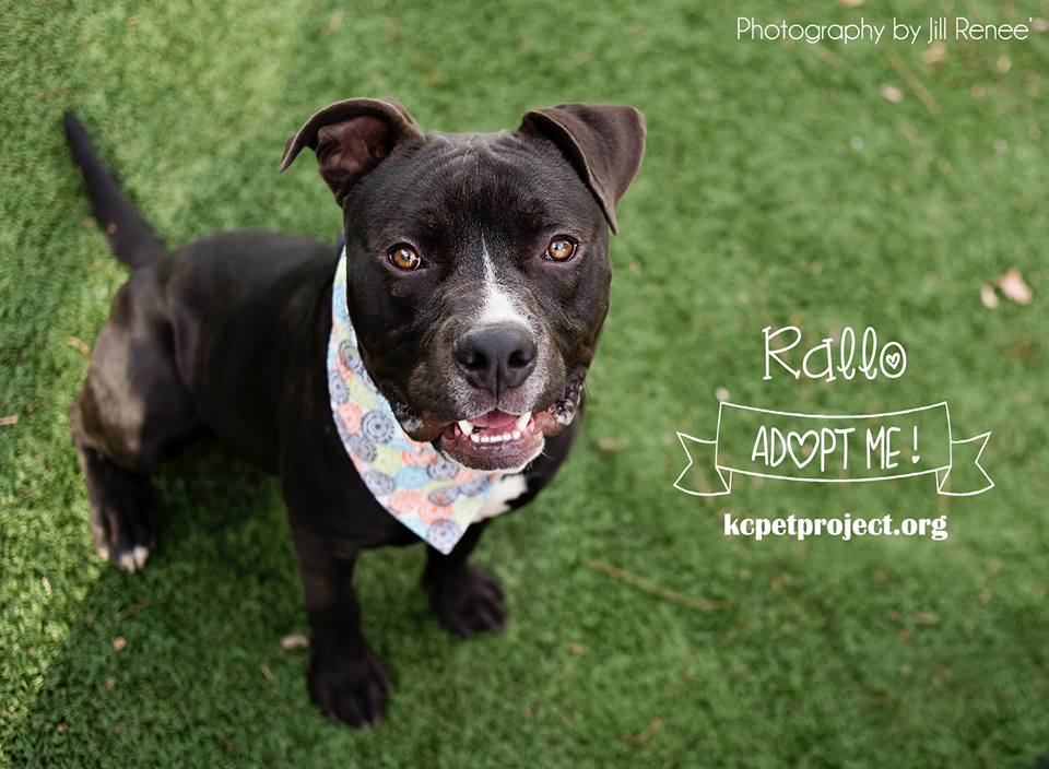 We're doing fee-waived adoptions tomorrow at our three locations thanks to <a href="/Zappos/">Zappos.com</a> and <a href="/AnimalLeague/">North Shore Animal League America</a> in honor of <a href="/jeweljk/">Jewel</a>'s KC concert. How cool!