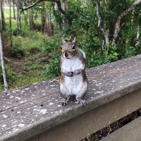 UCFSquirrels's tweet photo. Squirrel Claus will be doing a special holiday meet &amp; greet this evening. Bring nuts, or else... https://t.co/bNkZyceOaf