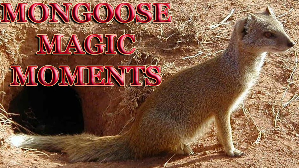 The_Meerkat_Man's tweet photo. Behaviour study: #Autogrooming and #olfactory #scent #overmarking in #Cynictis #penicillata Yellow #Mongoose: https://t.co/cR1Kx6iKnd
Impi a #subordinate male from The #Tsebokolodi Yellow Mongoose group autogrooming and checking and posting his "smell mail" #mongooses #smellmail https://t.co/yy7V41hroD