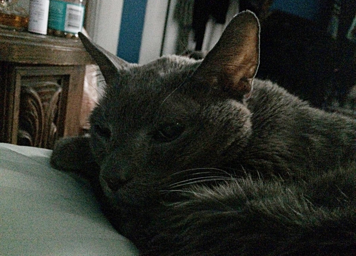 ToasttheCat1's tweet photo. Thinking of you Toast. I miss you just as much as ever, but it’s always worse when it snows. You left me almost a year ago and I still miss you and think of you, every single day! https://t.co/zOUO7yGJIa