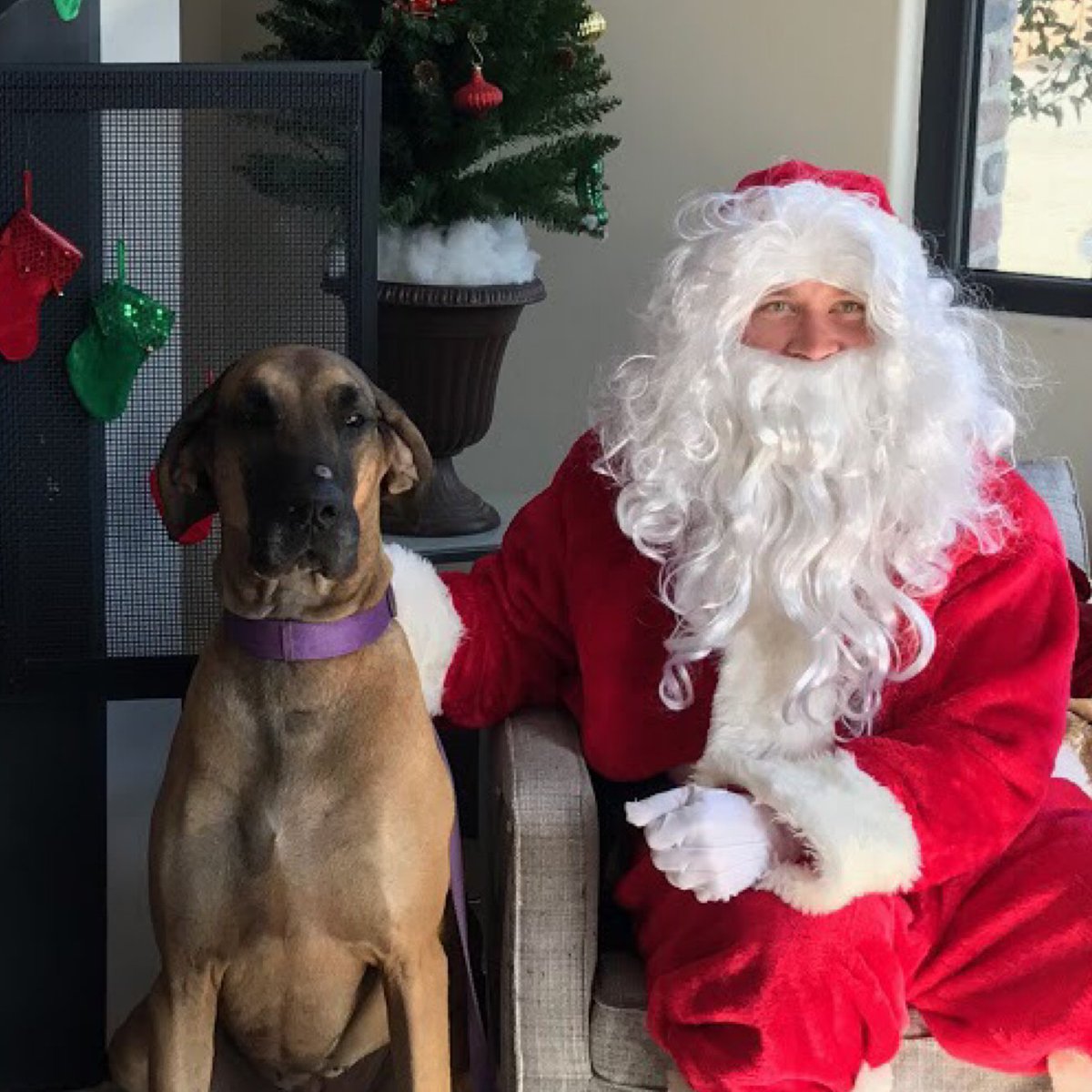 SigVetSvc's tweet photo. Ho Ho Ho! Thank DOG It’s Friday!!!! #TDIF #isyourlistready #svsfamily #signaturevet #homevet #naughtyornice https://t.co/6UHdhNSjAT